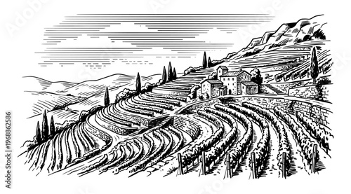 Vineyard terrace landscape with house and hill vintage engraving