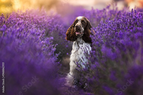 Obraz na płótnie springer spaniel dog in lavender fields