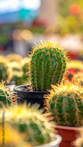 Close-up of a green, ribbed cactus with yellow spines in a black pot