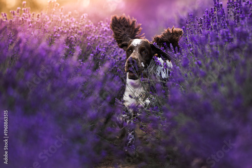 Obraz na płótnie springer spaniel dog in lavender fields