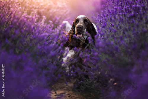 Obraz na płótnie springer spaniel dog in lavender fields