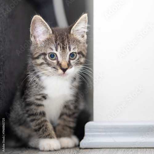 Cute tabby kitten exploring a cozy living room corner during a sunny afternoon