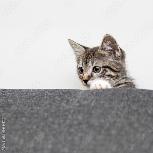Playful kitten peeks over a soft gray surface with curiosity and delight in a cozy indoor setting