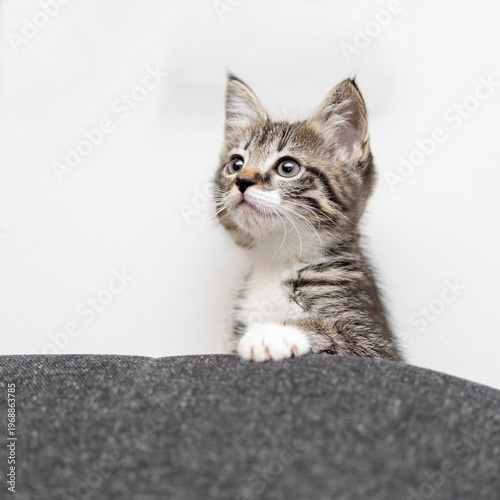 Curious kitten peeks over soft gray surface in a cozy indoor space during a sunny afternoon