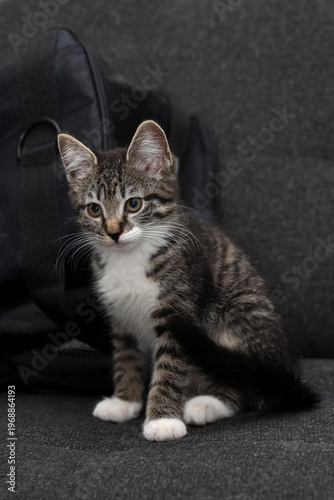 Playful tabby kitten explores its cozy indoor space with curiosity and charm