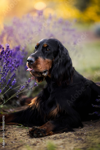 Obraz na płótnie springer spaniel dog in lavender fields