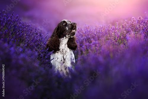 Obraz na płótnie springer spaniel dog in lavender fields