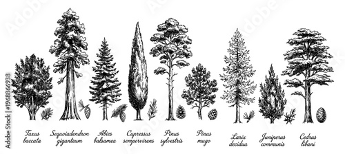 Conifer and evergreen tree species in vintage botanical engraving style