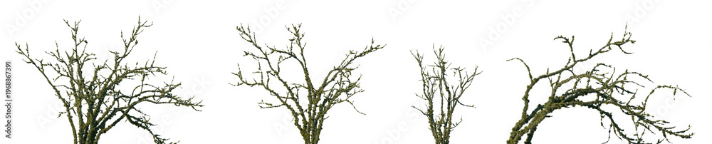 Fototapeta premium Set of Shorea robusta (commonly known as commonly known as Sal) trees in moss isolated png on a transparent background perfectly cutout 