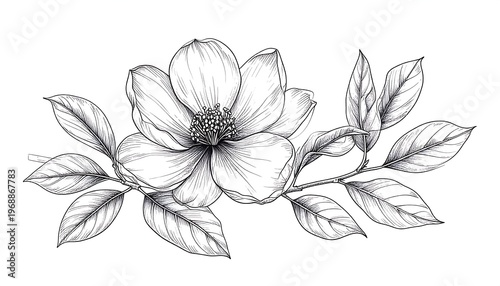 Detailed sketch of a magnolia blossom and leaves. Delicate shading, classic floral design, black lines on white