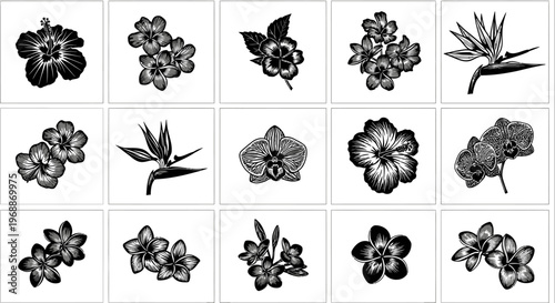 Collection of tropical flower silhouettes hibiscus plumeria orchid bird of paradise stylized black and white vector graphics for design and decoration