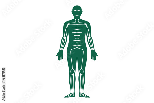 A green human body illustration with visible bones and joints on a white background