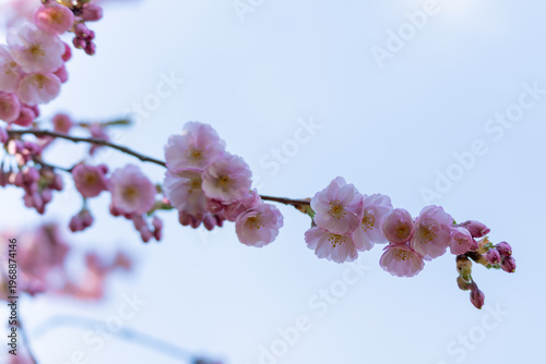 Canvas Print Soft pink blossoms dangle from a slender branch