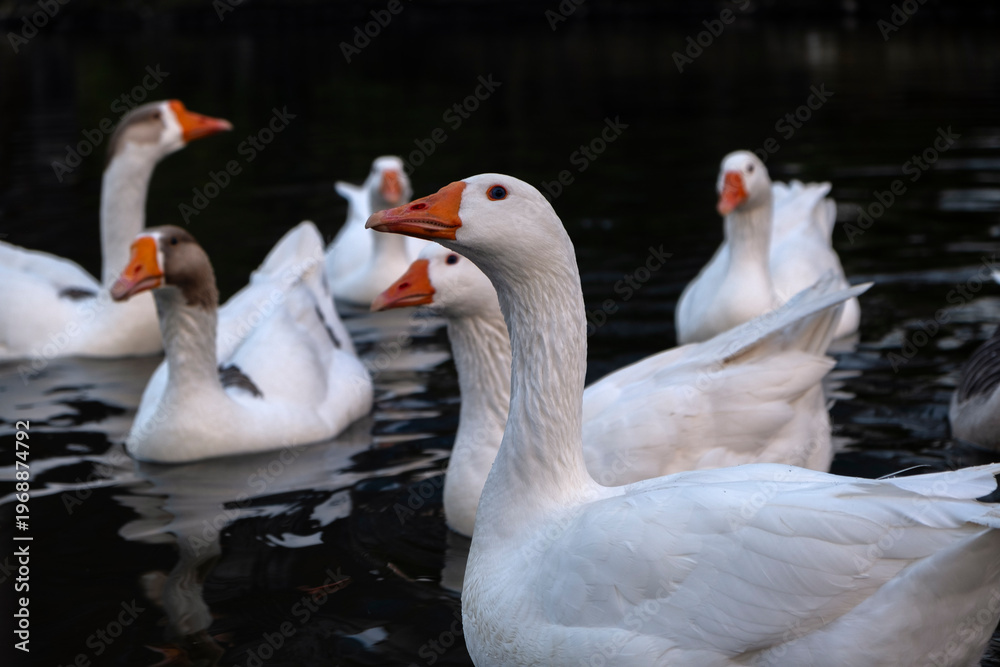 Fototapeta premium Geese with water droplet on orange beak