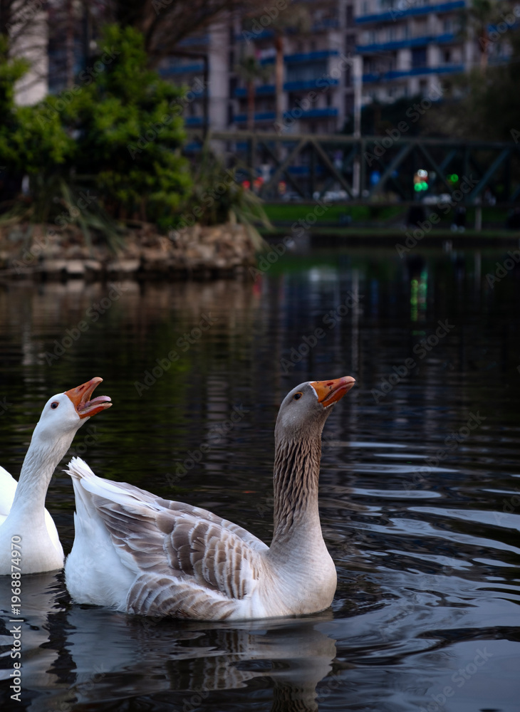 Obraz premium Group of geese honking and vocalizing on a pond