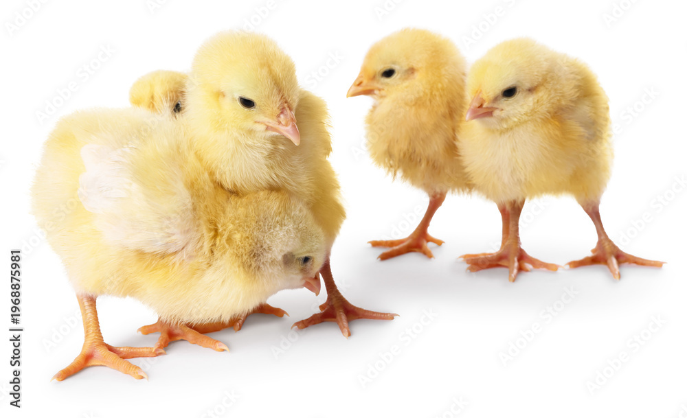 Fototapeta premium Cute yellow chicks on white background. Baby animals