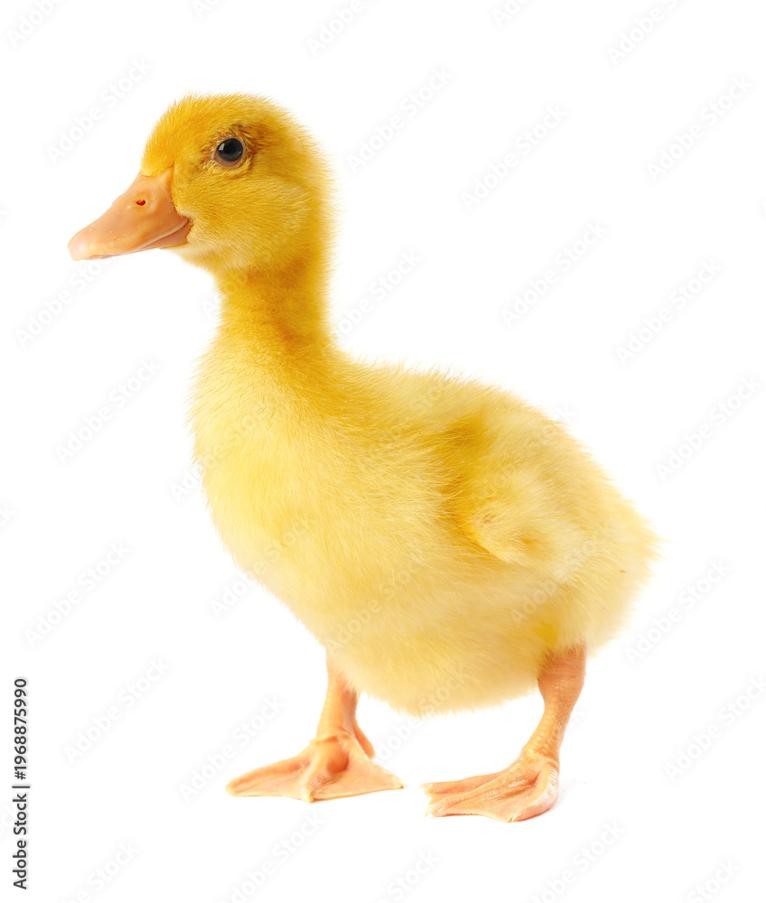 Fototapeta premium Cute fluffy duckling on white background. Baby animal