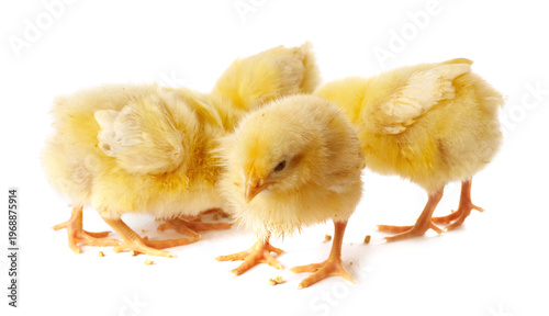 Obraz na plátne Cute yellow chicks on white background. Baby animals