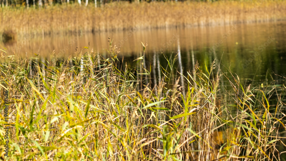 Obraz premium Golden autumn reeds reflecting in a calm lake water.