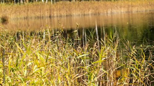 Golden autumn reeds reflecting in a calm lake water.