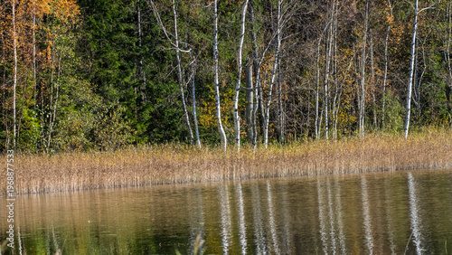 White birch trees reflecting in a calm lake with autumn reeds.