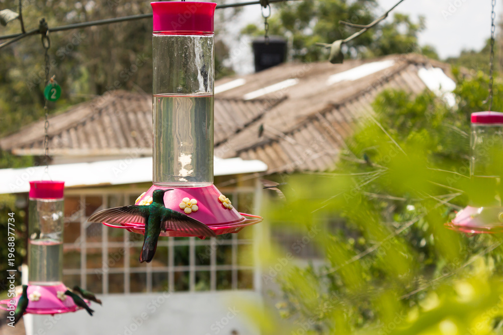 Naklejka premium A hummingbird is drinking fresh water from a container in a rural area of San Francisco, Cundinamarca, Colombia. Concept of birds and wild animals