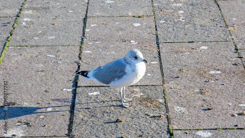 Common gull standing on a paved stone walkway.