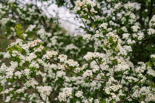 Canvas Print White flowers of hawthorn (Crataegus monogyna)