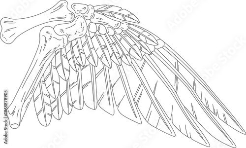 Anatomy of Bird Wing Structure and Feather Arrangement Line Art Vector Diagram