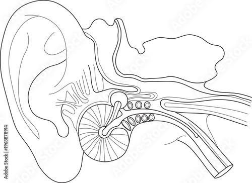 Detailed Human Ear Anatomy Structure Cross Section Line Art Vector Diagram