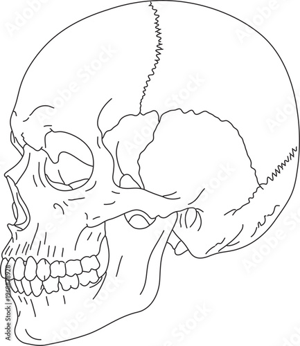 Detailed Human Skull Anatomy Lateral View Line Art Vector Diagram