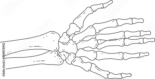 Human Hand Bones Structure Dorsal View Skeleton Line Art Vector Diagram