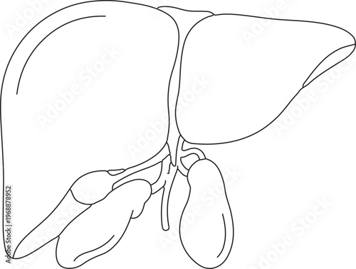 Human Liver and Gallbladder Anatomy Structure Line Art Vector Diagram