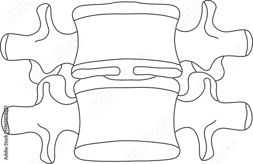 Human Vertebra Bone Structure Superior View Spinal Anatomy Line Art Vector Diagram