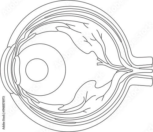 Internal Anatomy of Human Eye Structure Cross Section Line Art Vector Diagram