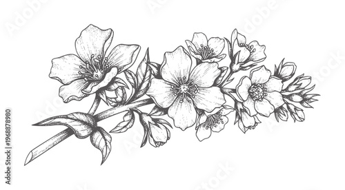 Black and white of a blooming cherry blossom branch with leaves flower