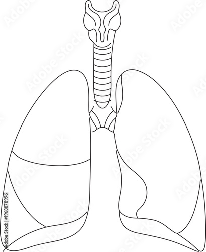 Human Lungs and Trachea Respiratory System External Anatomy Line Art Vector Diagram