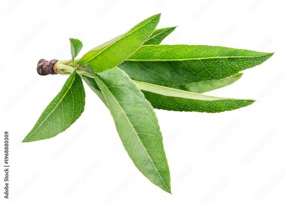 Obraz premium Young green almond leaves on a branch isolated on a white background.