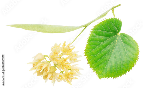 Fotografía Fresh linden flowers with green leaves isolated on a white background