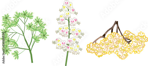 Spring blooming tree branches set with flowers of maple, chestnut and rowan, vector botanical illustration