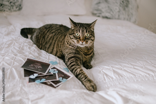 Katze mit Ultraschallbildern auf dem Bett, Konzept Schwangerschaft