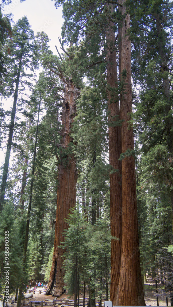 Fototapeta premium Giant Sequoias Viewed from Below