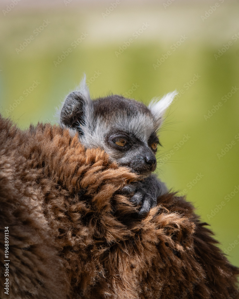 Fototapeta premium close up of a baby lemur