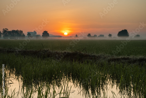 Sunrise over misty rice fields in rural landscape