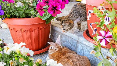 Fotografia A brown decorative Easter bunny lying among pots of petunias