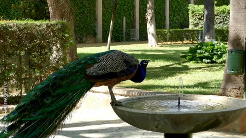 Lush Gardens of Royal Alcázar of Seville with Peacock Drinking from Fountain, Spain