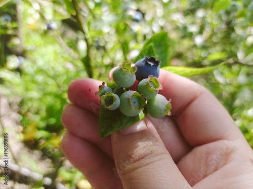 Vászonkép Blueberries in hand