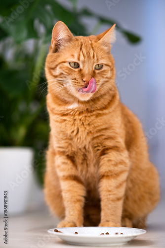 Cute ginger cat licking its lips near plate with food at home. Hungry satisfied happy pets. Domestic orange stripe cat for advertising of feline food and healthy happy pets life. Adorable animals.