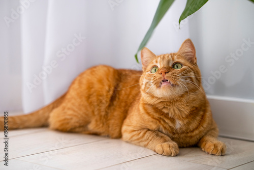 Cute ginger cat with curious sight lying on the floor at home with white interior. Domestic orange stripe cat for advertising of healthy happy pets life. Adorable animals.
