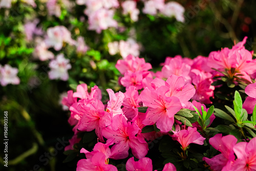 Colorful azalea flowers bloom in a garden during spring near a park in a sunny afternoon